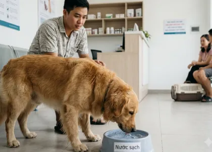 Chó uống nước nhiều bất thường: 7 nguyên nhân cần lưu ý
