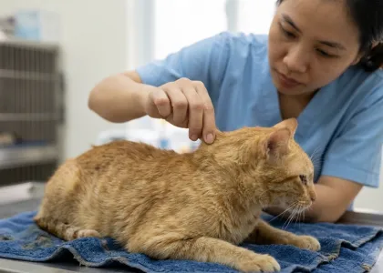 Những dấu hiệu cho thấy thú cưng đang bị mất nước