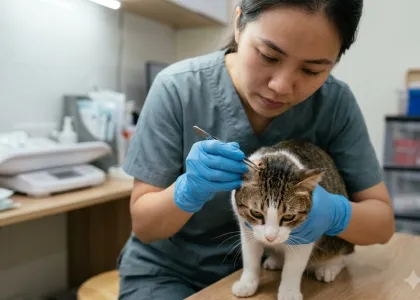 Ve rận trên chó mèo nguy hiểm hơn bạn nghĩ như thế nào?
